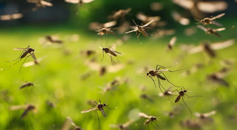 dengue Mundo Sano